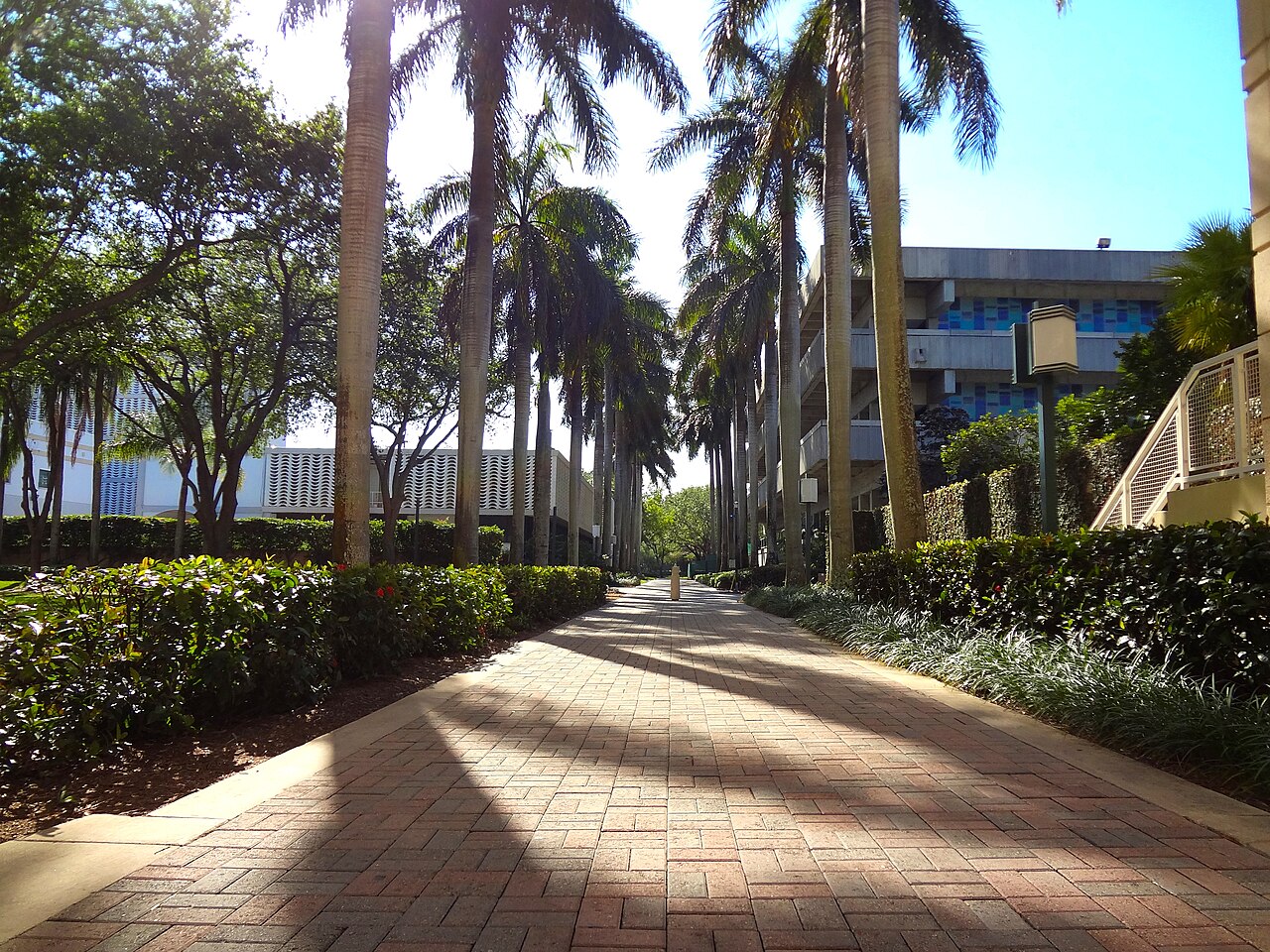 Palm-lined pedestrian walkway on the University of Miami Coral Gables campus